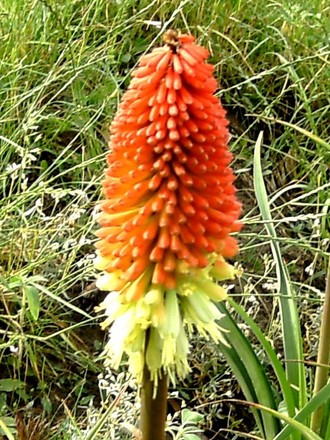 Close up of Kniphofia. (Kniphofia uvaria (Red Hot Poker))
