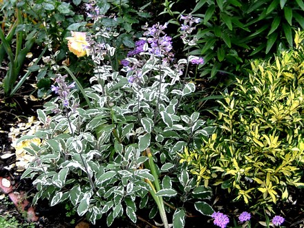 Variegated Salvia in flower. (Salvia superba (Salvia))