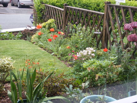 A garden flower photo
