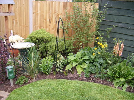 A garden flower photo