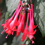 Fuchsia__mary_