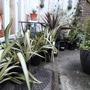 Excess plants