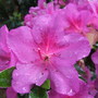 A garden flower photo