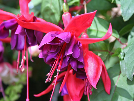 Fuchsia 'Red Shadows'