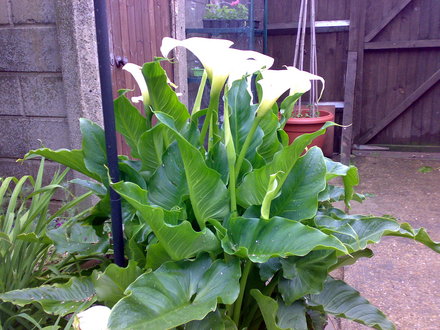 arum (Zantedeschia aethiopica (Arum lily))