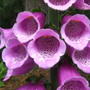 A garden flower photo