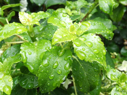 A garden flower photo