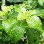 A garden flower photo