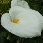 A garden flower photo