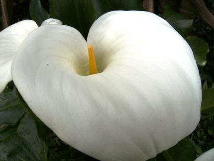 Arum (Zantedeschia aethiopica (Arum lily))