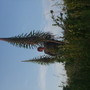 echium pininana (Echium pininana (Tree echium))
