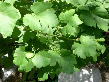 Grapevine 2