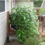 Clematis_4