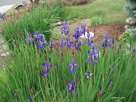 JAPANESE IRIS