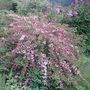 Pink_bush2