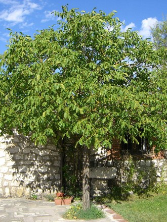 Walnut tree