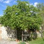Walnut tree