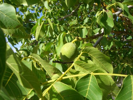 Walnut