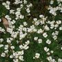 WILDFLOWERS