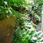 Garden_june_2nd_2008
