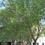 Almond Tree