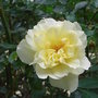 Rosa__leverkusen_