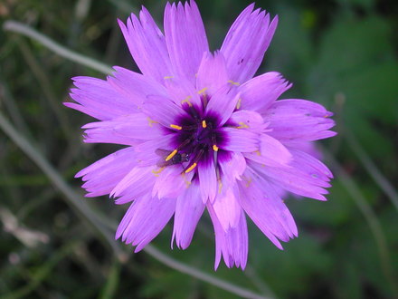 Catananche bloom (Catananche caerulea)
