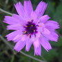 Catananche