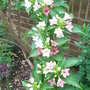 Weigela_florida__versicolor_