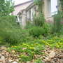 This is the slopy herb garden on the other side of the gront garden