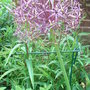 Allium_christophii