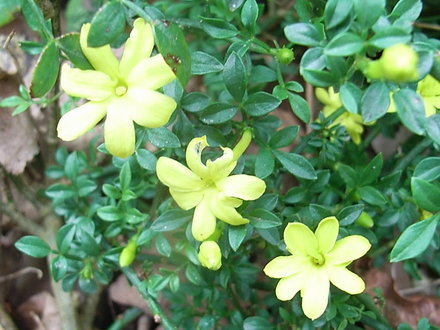 Jasminum parkeri (Jasminum parkeri)