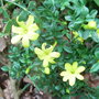Jasminum parkeri