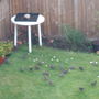 Birds & Bread