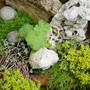 Garden_june_2nd_2008