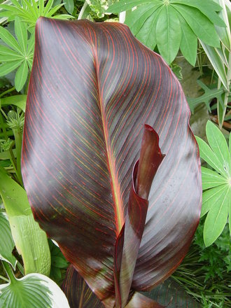 Canna 'Indian shot'.June 2008 (Canna indica (Indian shot plant))