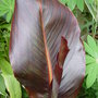 Garden_june_2nd_2008
