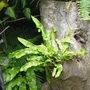 Garden_june_2nd_2008