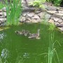 Ducklings_arrival_007