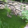 ducklings arrival