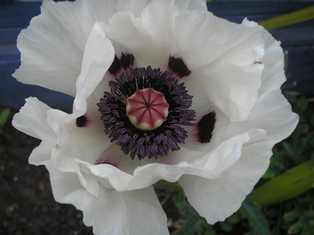 My white poppy!