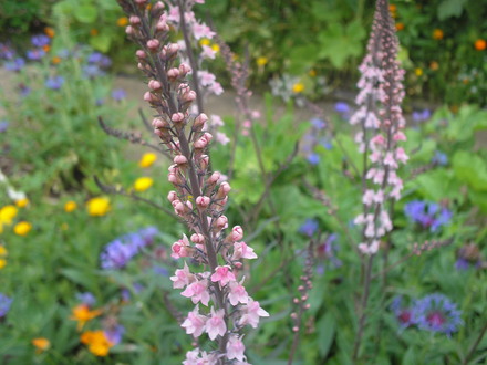 A garden flower photo