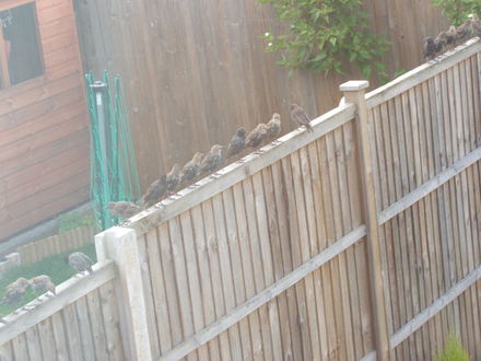 Birds - After Their Feast!