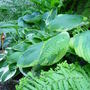 Garden_june_2nd_2008