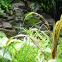 Garden_june_2nd_2008