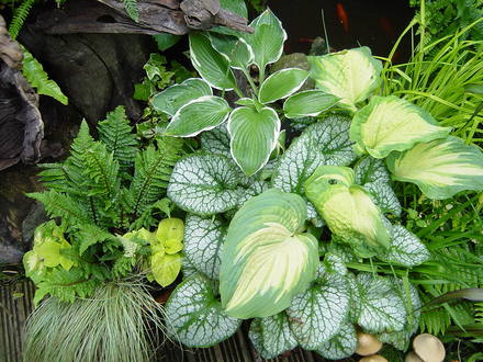 Mixed planting scheme. June 2008