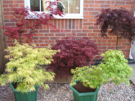 I Love Maples! (Acer palmatum)