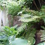 Garden_june_2nd_2008