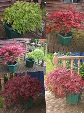 Acer Collage (Acer palmatum)