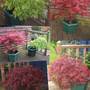 Maple_collage
